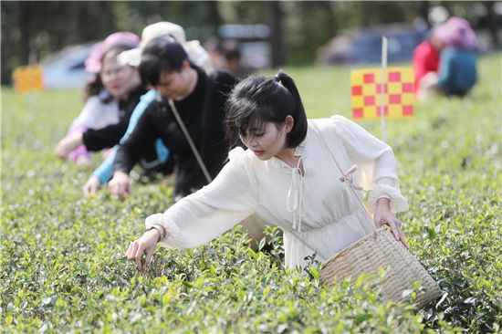 湛江農墾3000多畝春茶開采