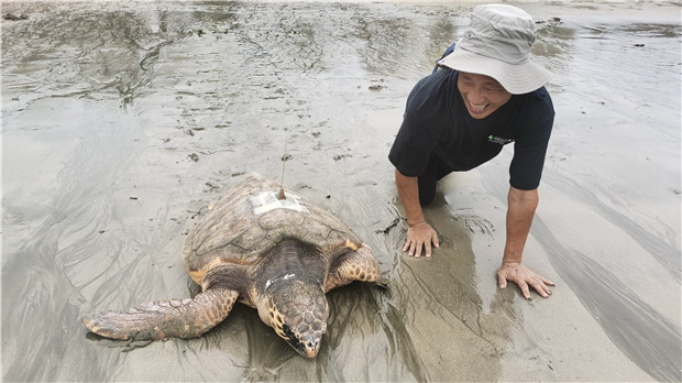 硇洲島上“海龜回家”