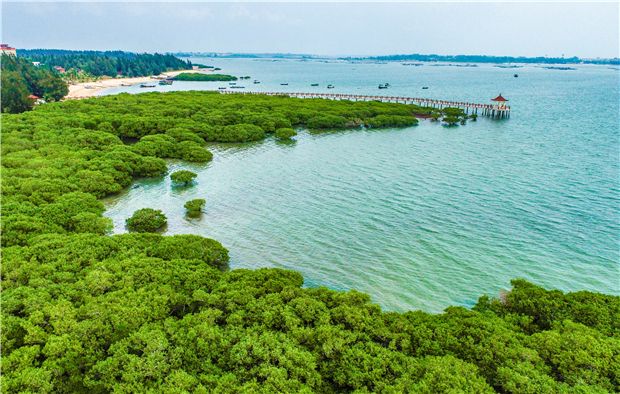 自然資源部：指導湛江創建“紅樹林之城”