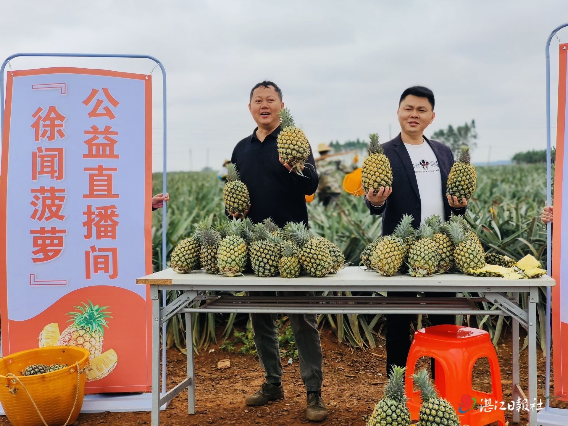 湛江徐闻菠萝切开卖 切出一个“土特产”大市场|菠萝|鲜切菠萝加工技术规程|湛江市_新浪新闻