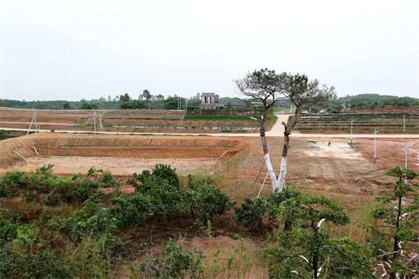 廉江市横山镇：探索综合种养新模式