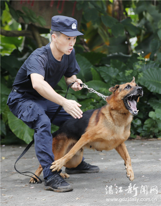 警队里的特殊警员警犬