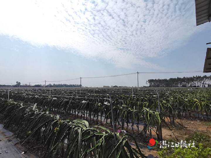 廉江横山镇：特色产业助推乡村振兴