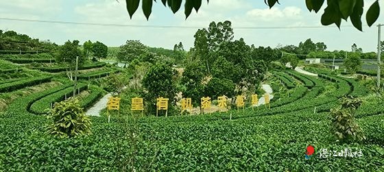 湛江茶叶名（广东湛江出茶叶吗）《湛江茶叶有哪些》