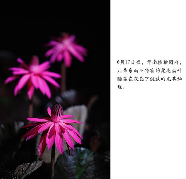 《植物園奇妙夜》