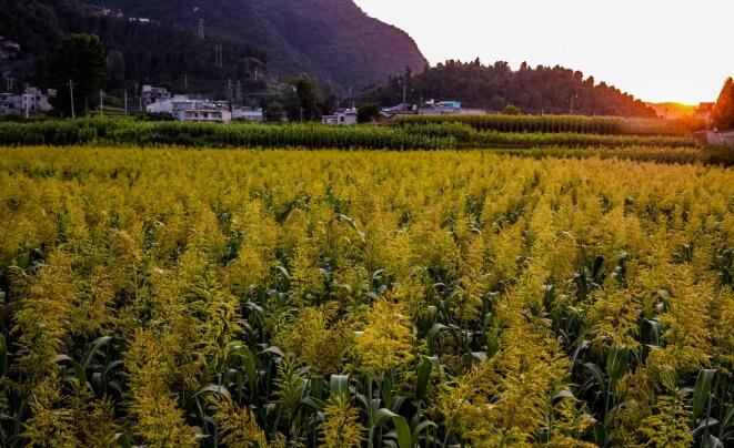 打造鄉(xiāng)村振興齊魯樣板 《對話》特別節(jié)目齊探山東密碼