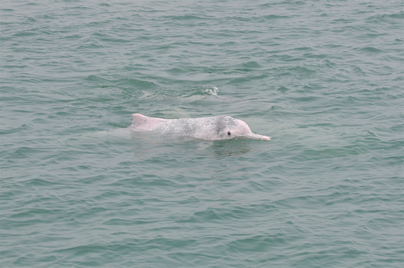 多个中华白海豚种群同日畅游雷州湾