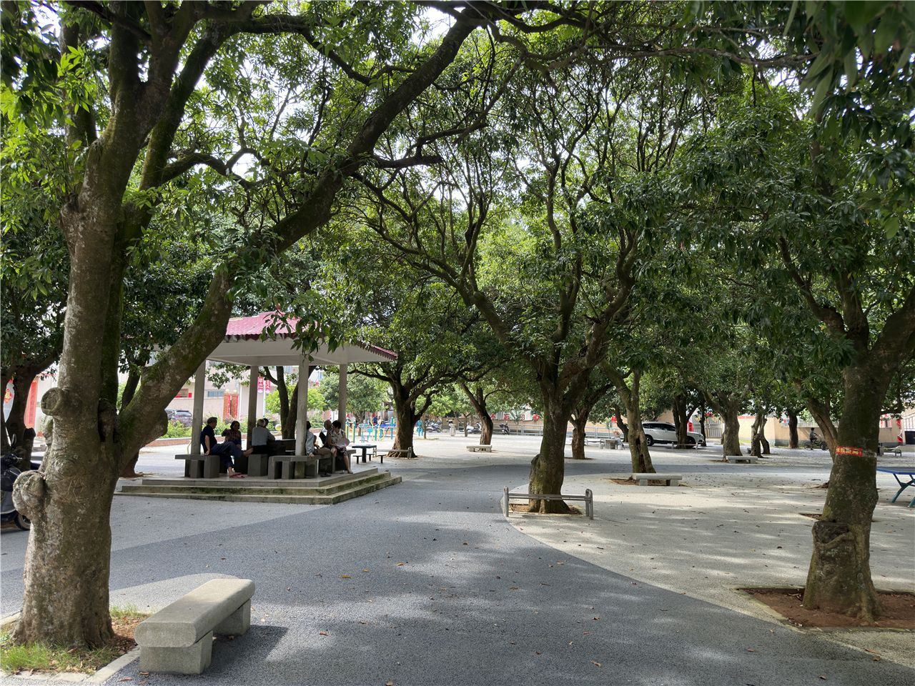 霞山区木兰村有个百年荔枝公园