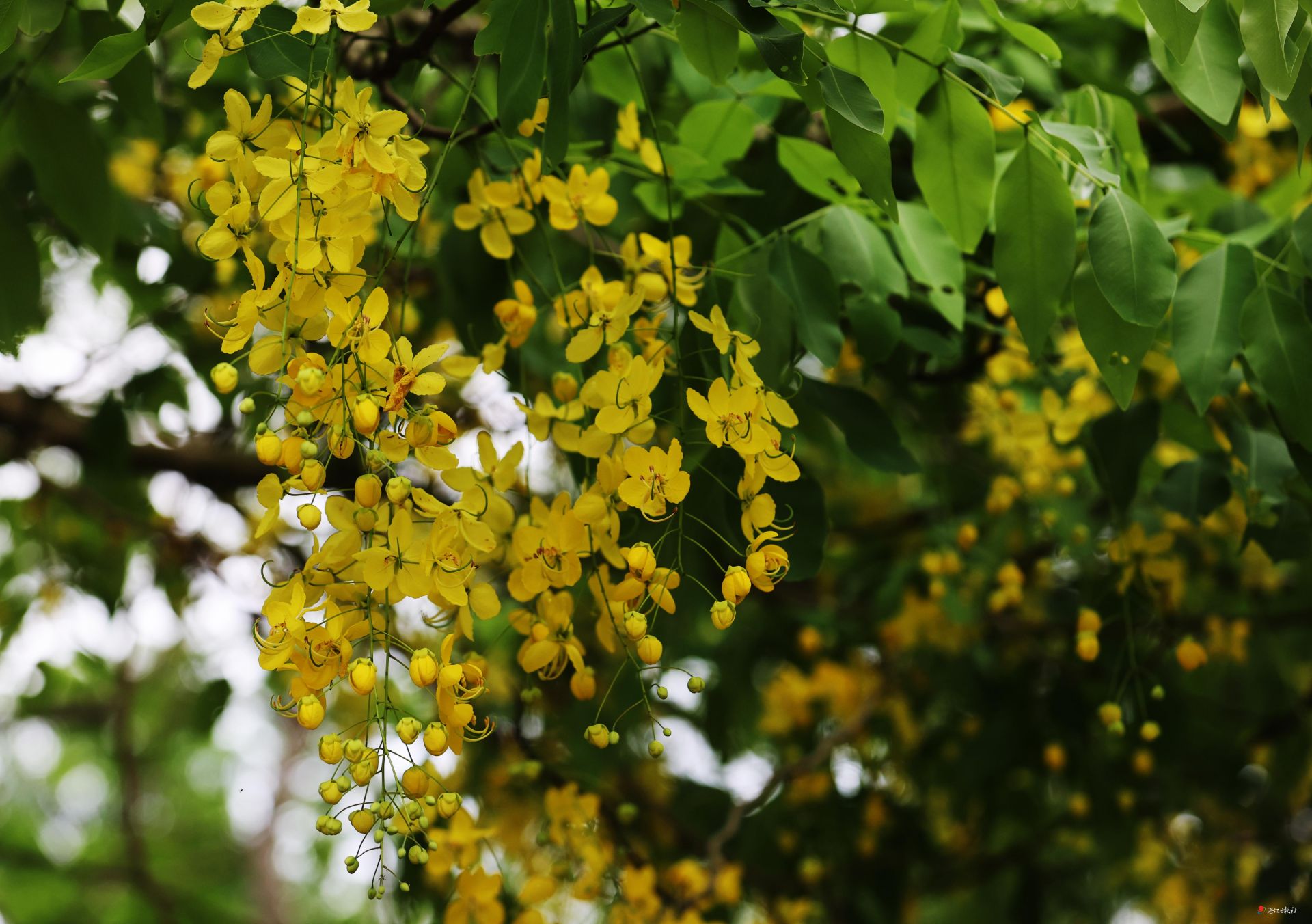 南国热带花园：腊肠花开季  满树“黄金雨”