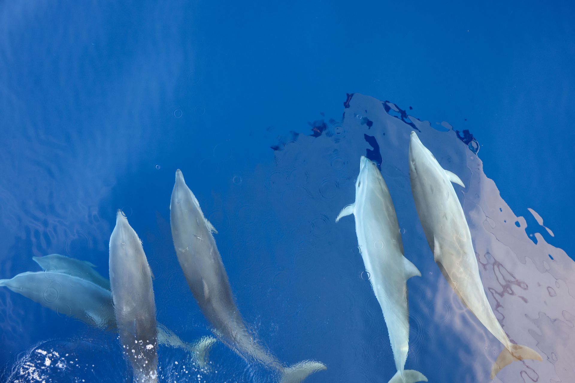 考察團(tuán)隊(duì)在海南島東部海域目擊到大量鯨豚類動物