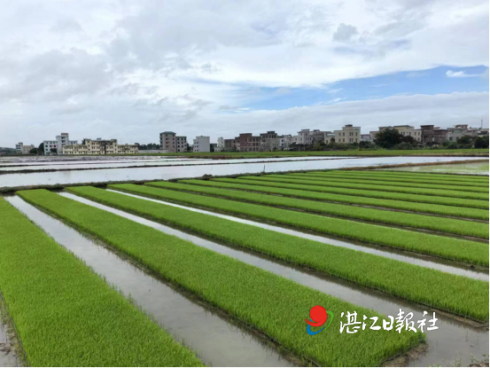 推广良种良法  保障粮食安全