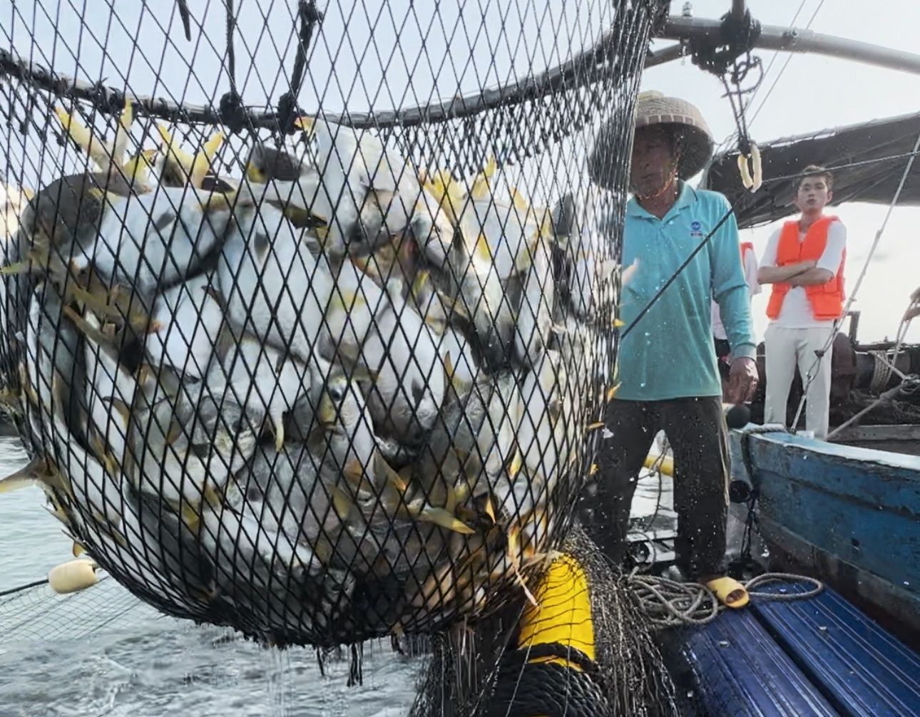 雷州覃斗網(wǎng)箱養(yǎng)殖戶搶收金鯧魚