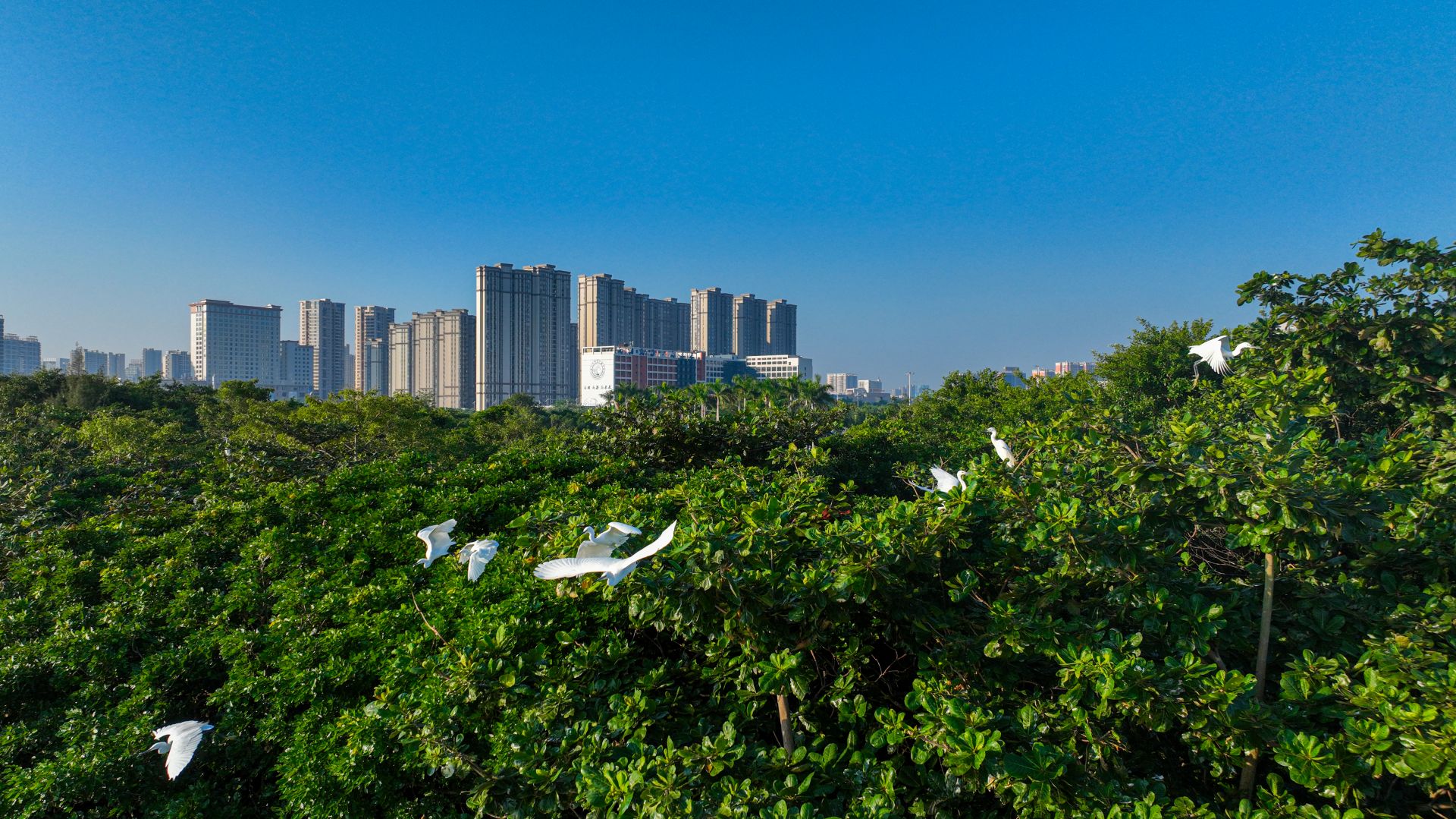 碧空暖陽波粼粼 更喜白鷺譜樂章