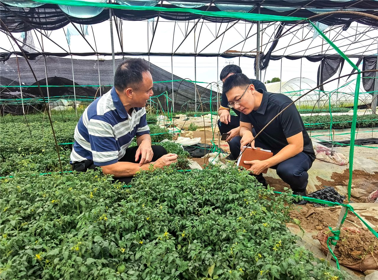 駐遂溪縣界炮鎮(zhèn)工作隊：科技賦能圣女果產業(yè)綠色高質量發(fā)展