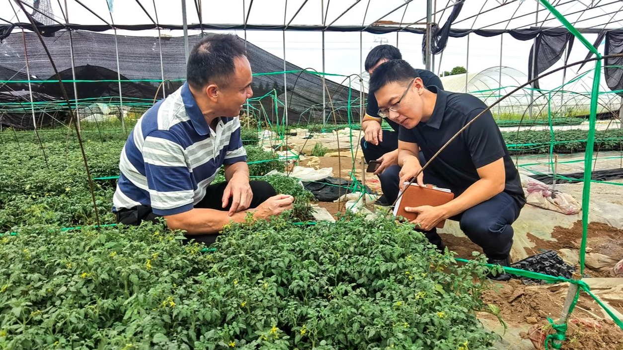 駐遂溪縣界炮鎮(zhèn)工作隊：科技賦能圣女果產(chǎn)業(yè)綠色高質量發(fā)展