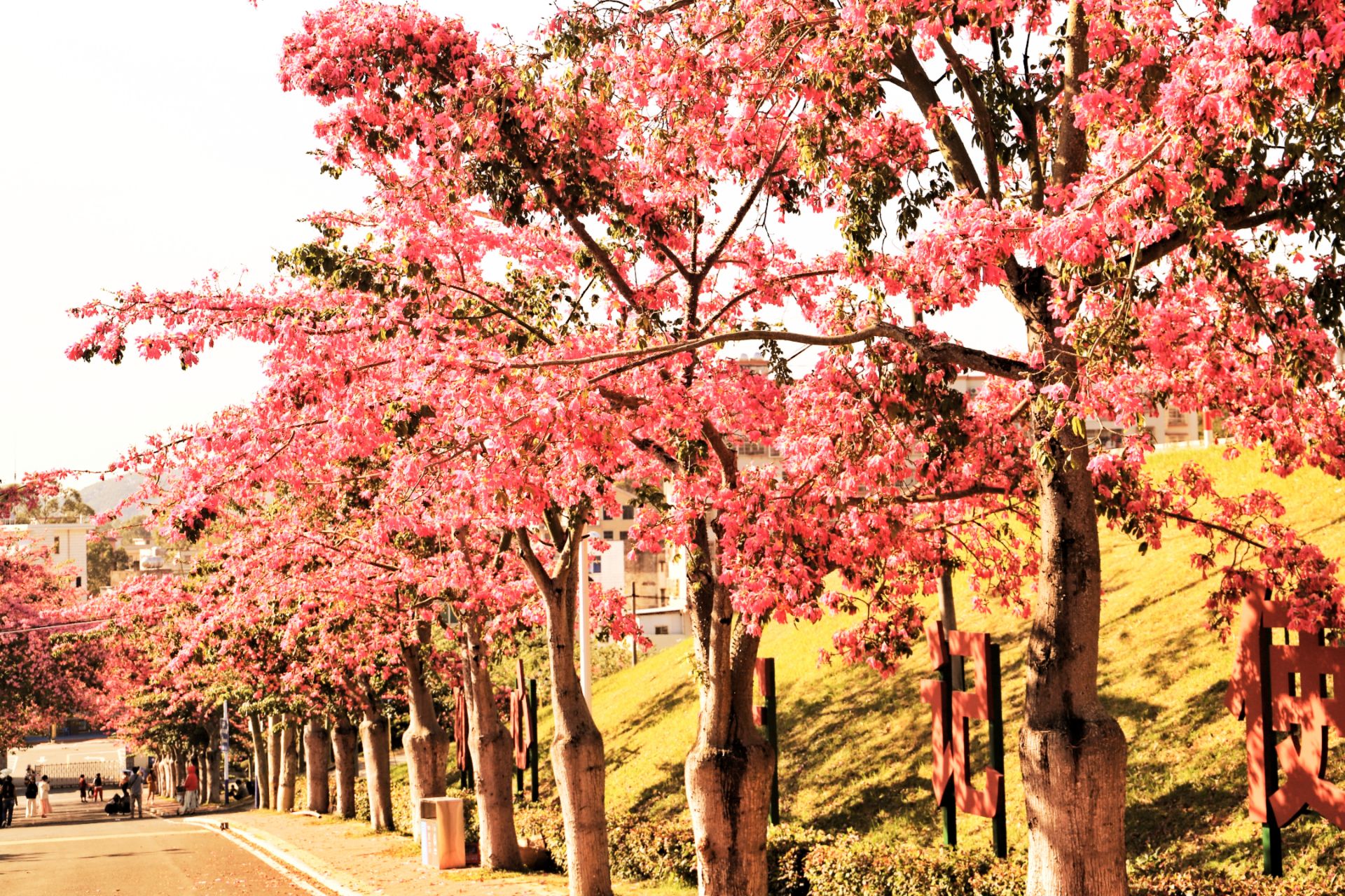 周末兩萬(wàn)余名游客到鶴地水庫(kù)賞花