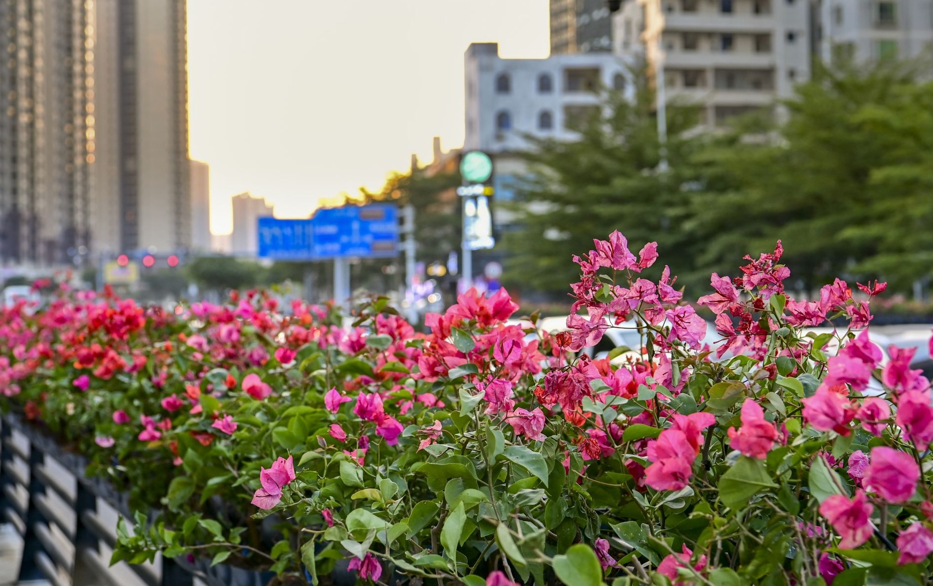 市區(qū)兩處立體綠化示范項(xiàng)目建設(shè)完工