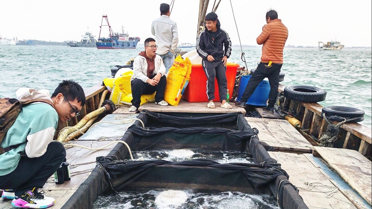 粵西地區(qū)首批“陸海接力”大黃魚(yú)投放入海養(yǎng)殖