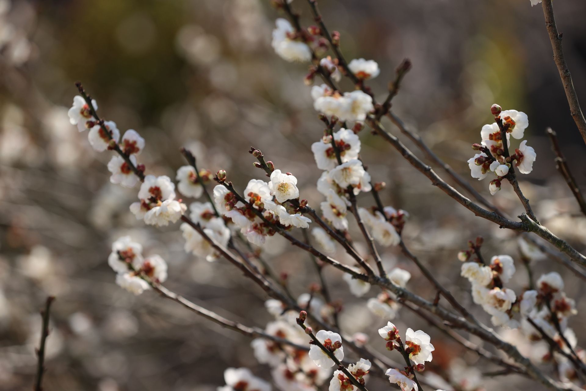 遙知暗香不是雪 吳陽(yáng)玉蝶滿(mǎn)枝頭