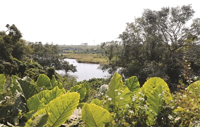 雷州市調(diào)風(fēng)鎮(zhèn)：泉水叮咚 奏響“鄉(xiāng)村旅游”新樂(lè)章