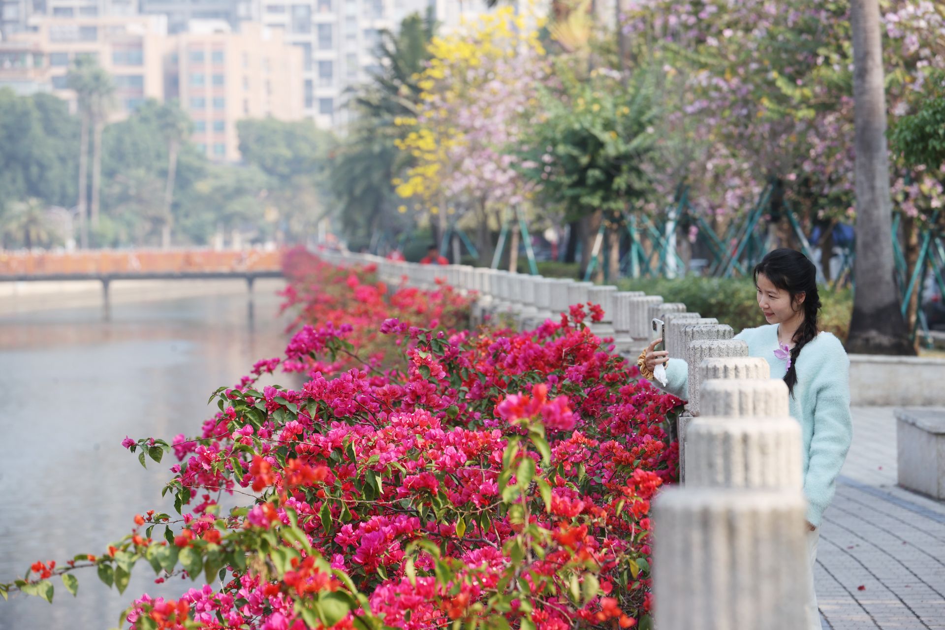 港城簕杜鵑  燃紅醉游人