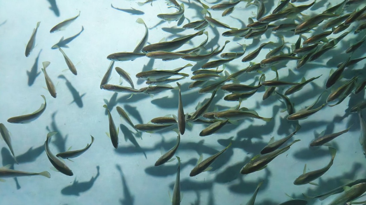 本土大黃魚(yú)裝上“湛江芯”