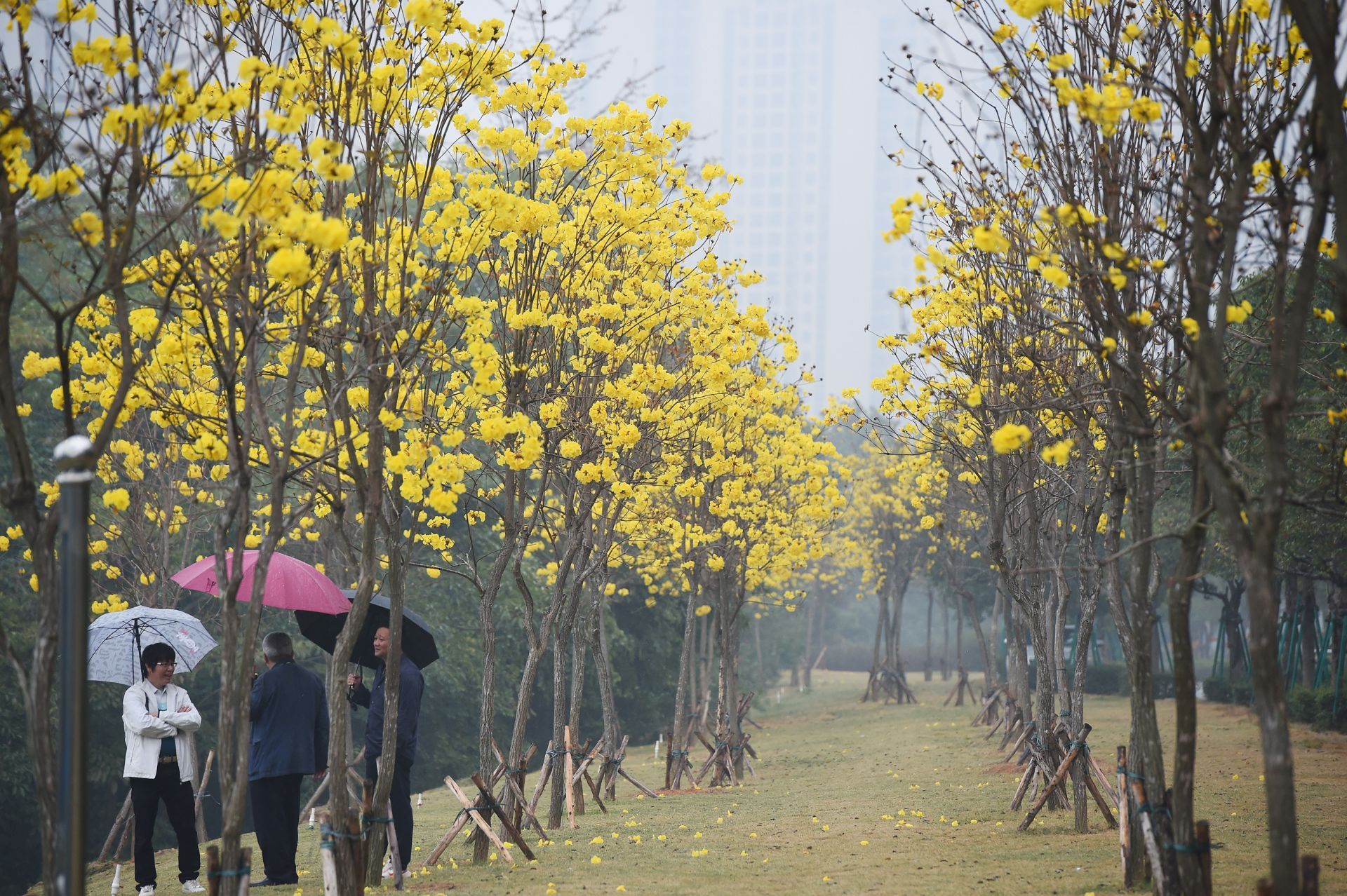 黃花風(fēng)鈴木盛開正當(dāng)時(shí)