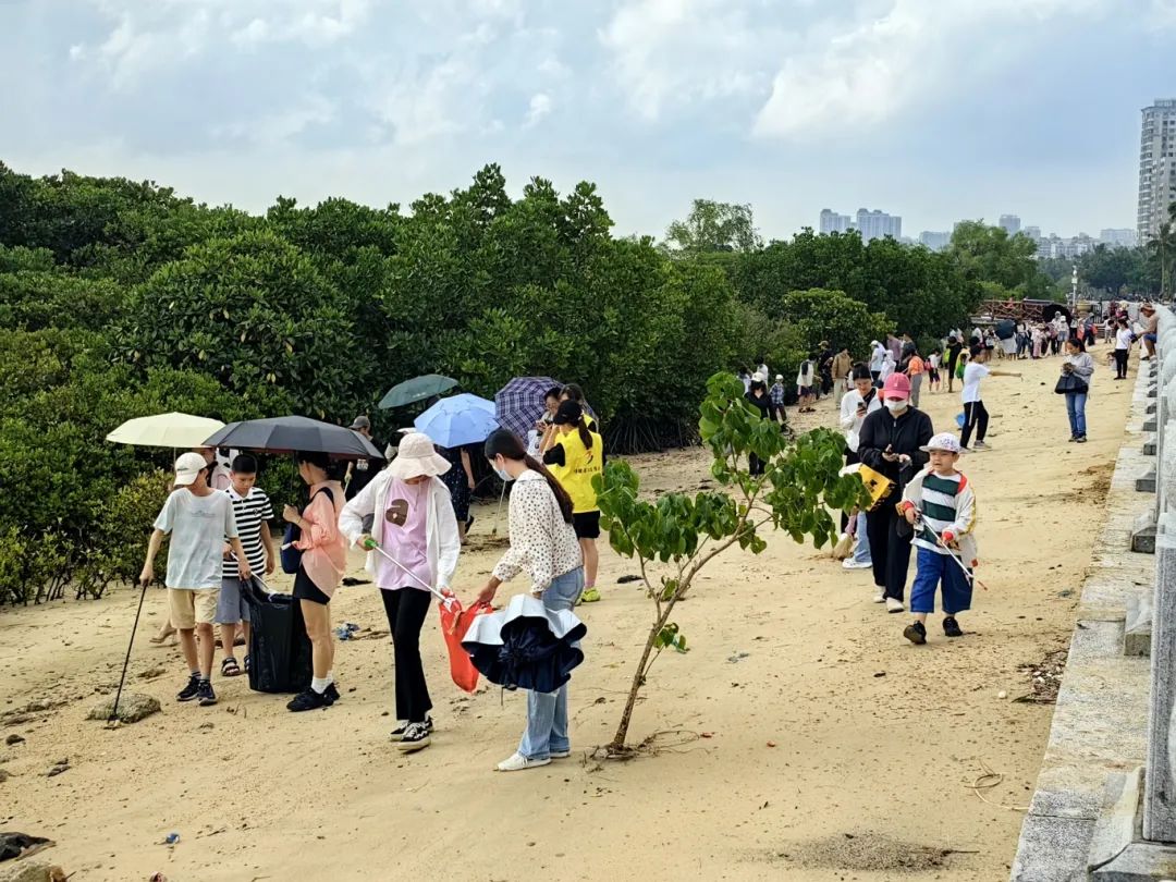 红树林净滩.jpg