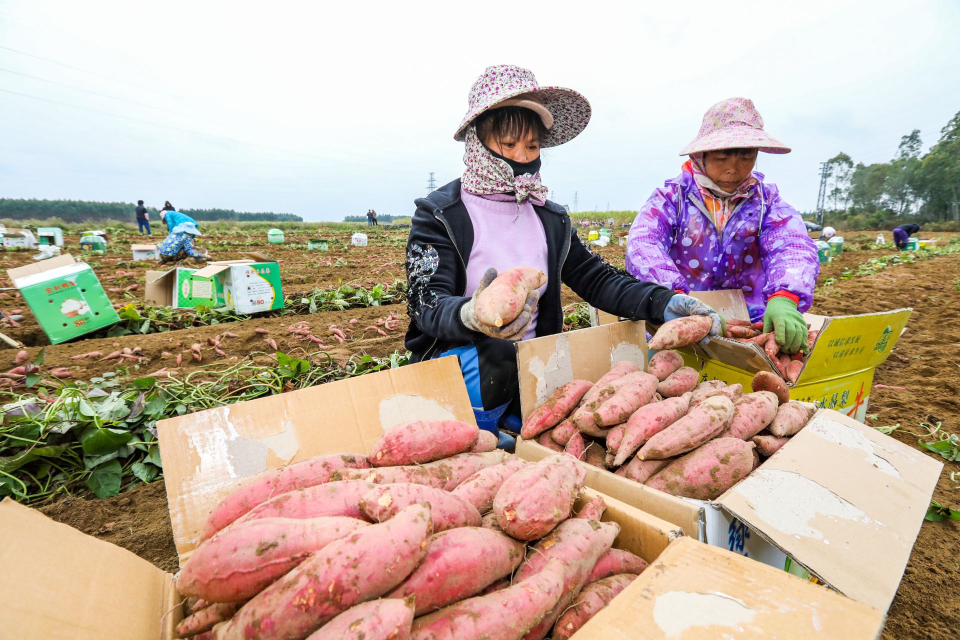 遂溪將舉辦甘薯產(chǎn)業(yè)盛會(huì)