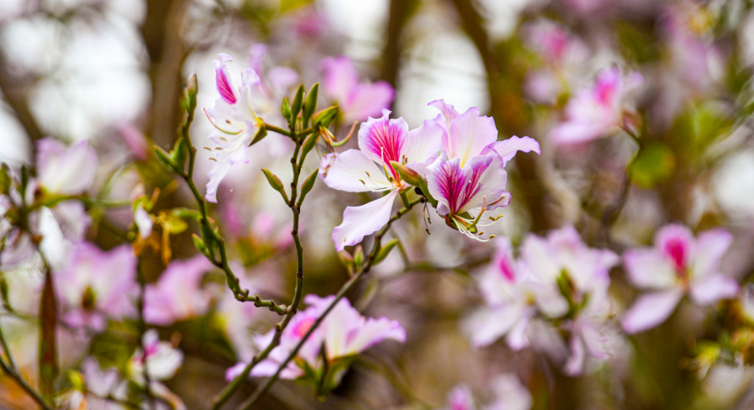 花漫港城  滿(mǎn)目芳菲