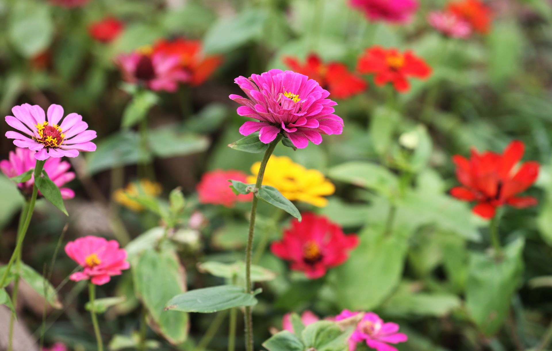 惠風(fēng)拂南國(guó) 繁花競(jìng)港城