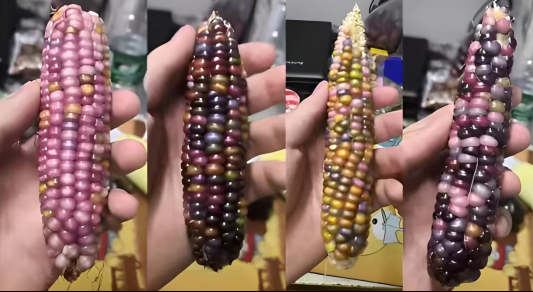 “彩色琉璃”玉米