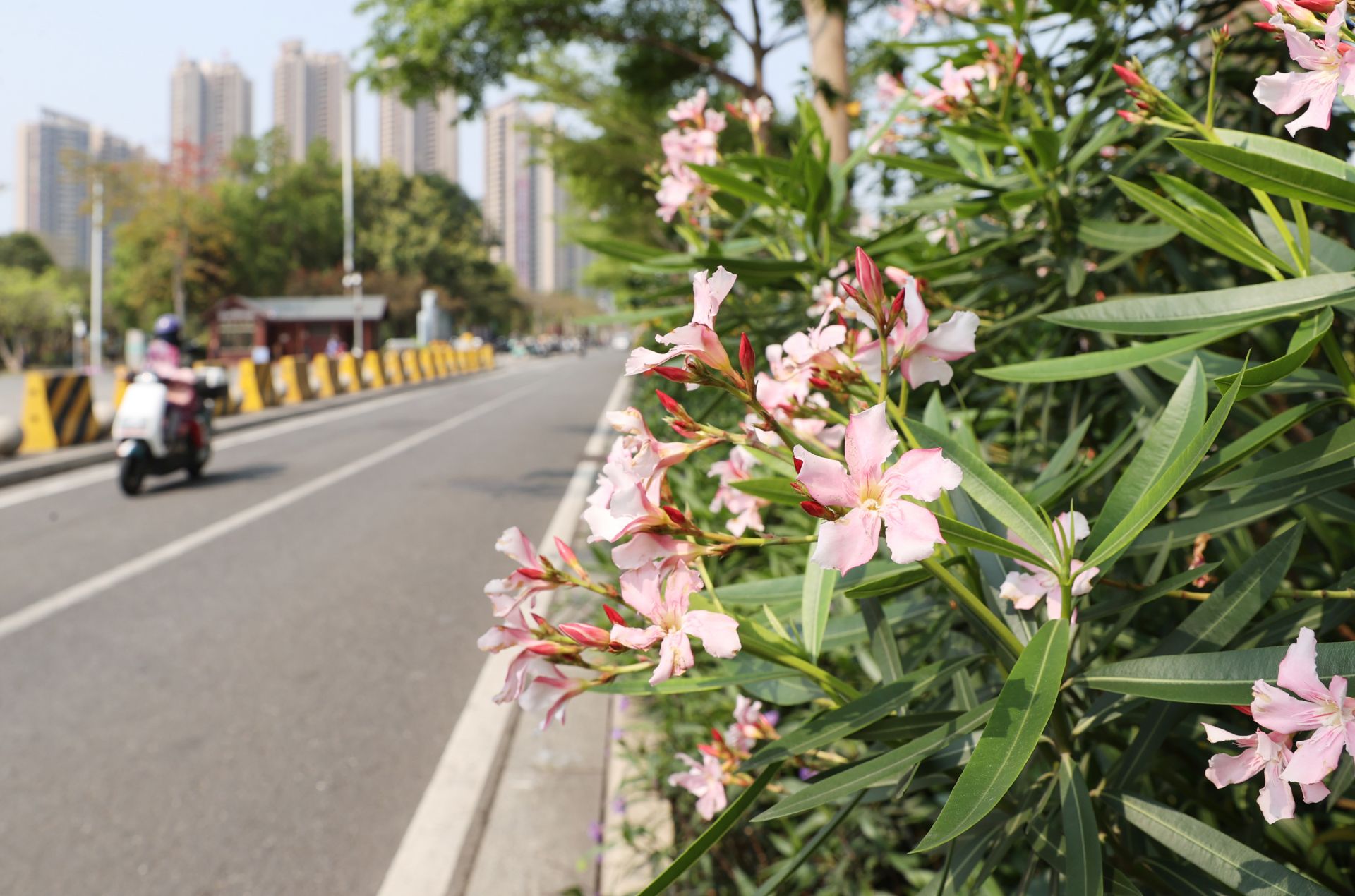 港城夹竹桃盛放 花海如诗引客来