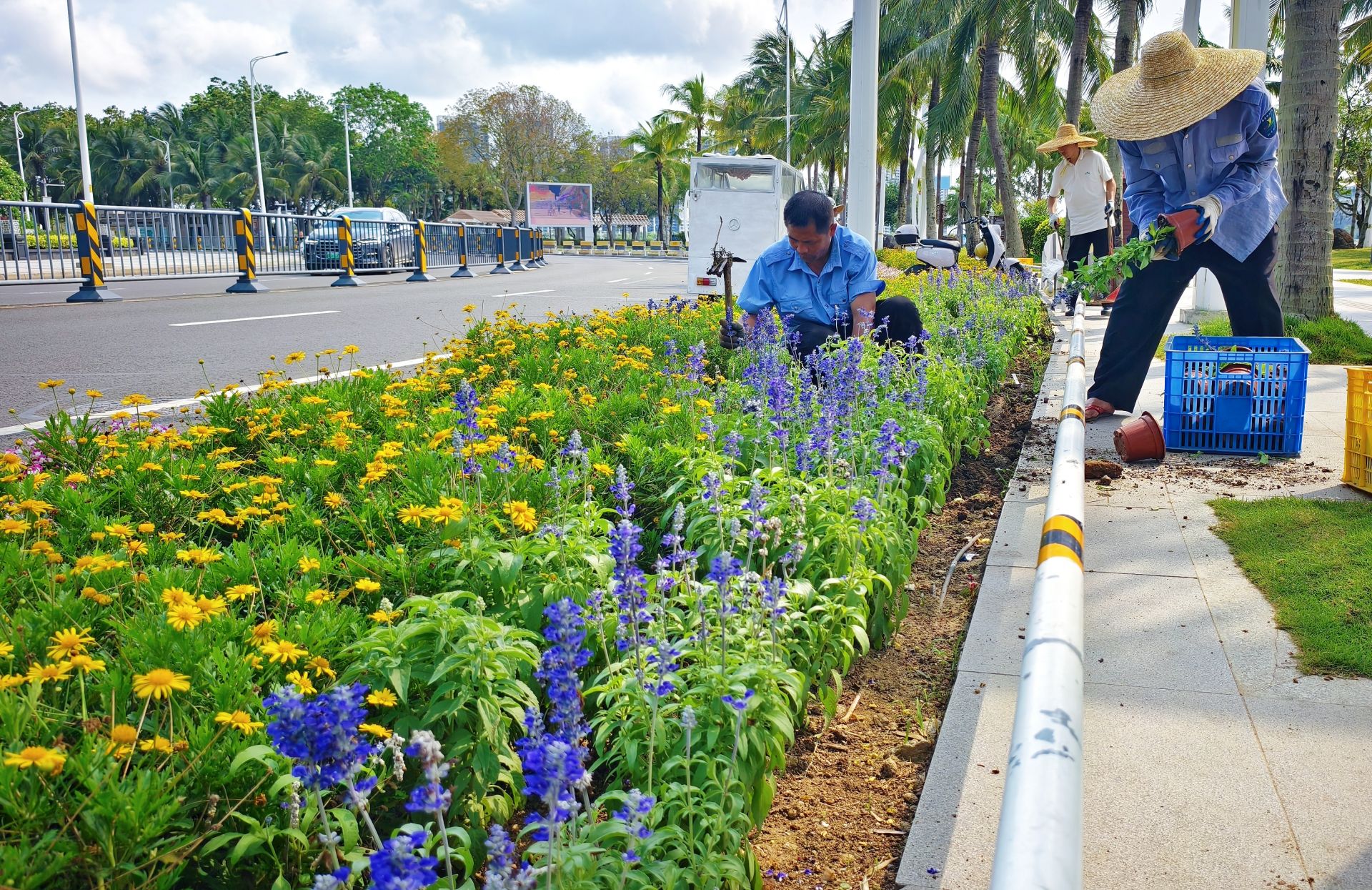 赤坎观海北路绿化带焕新