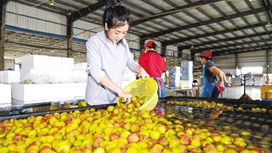 廉江荔枝开启全球抢单模式