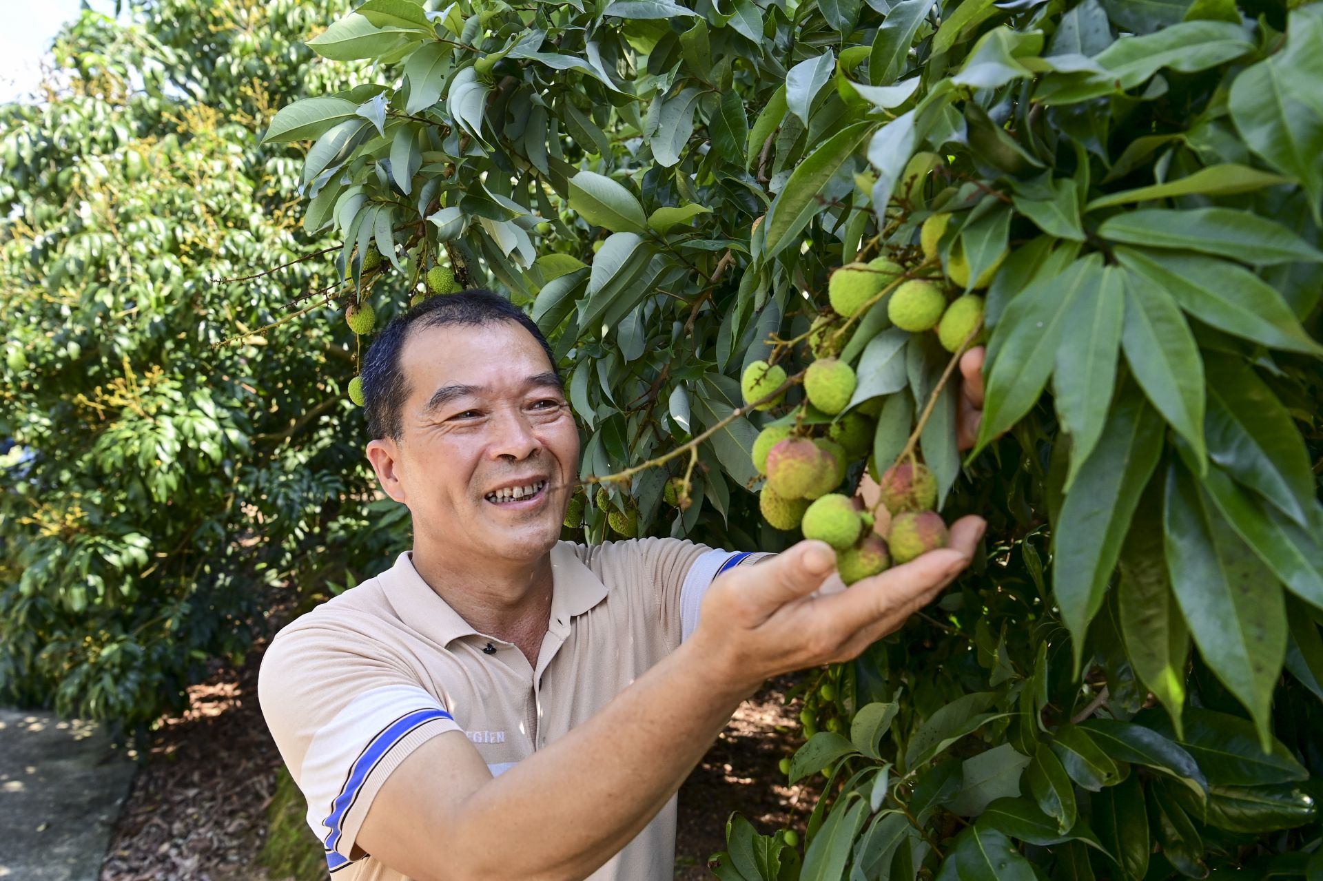 廉江良垌荔枝种植户江辉彪：“荔”志耕耘 带领乡亲在荔枝红里“闯”出致富路