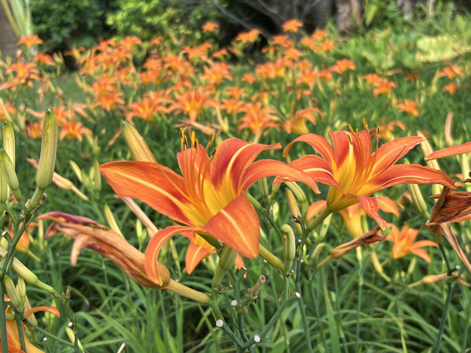 中澳友谊花园萱草花盛开