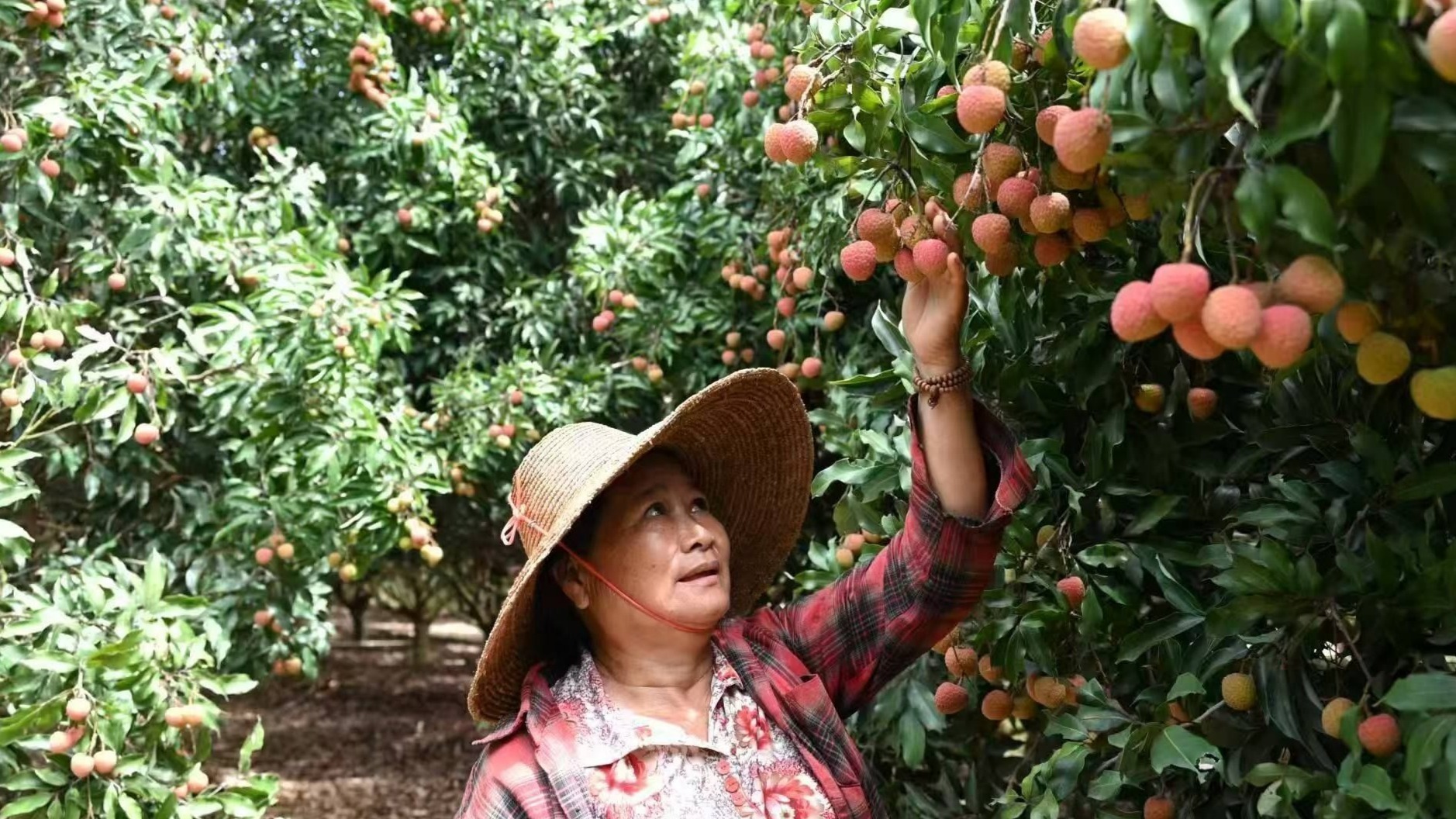 雷州英利推出荔枝认养计划，客户可“云认养”荔枝树