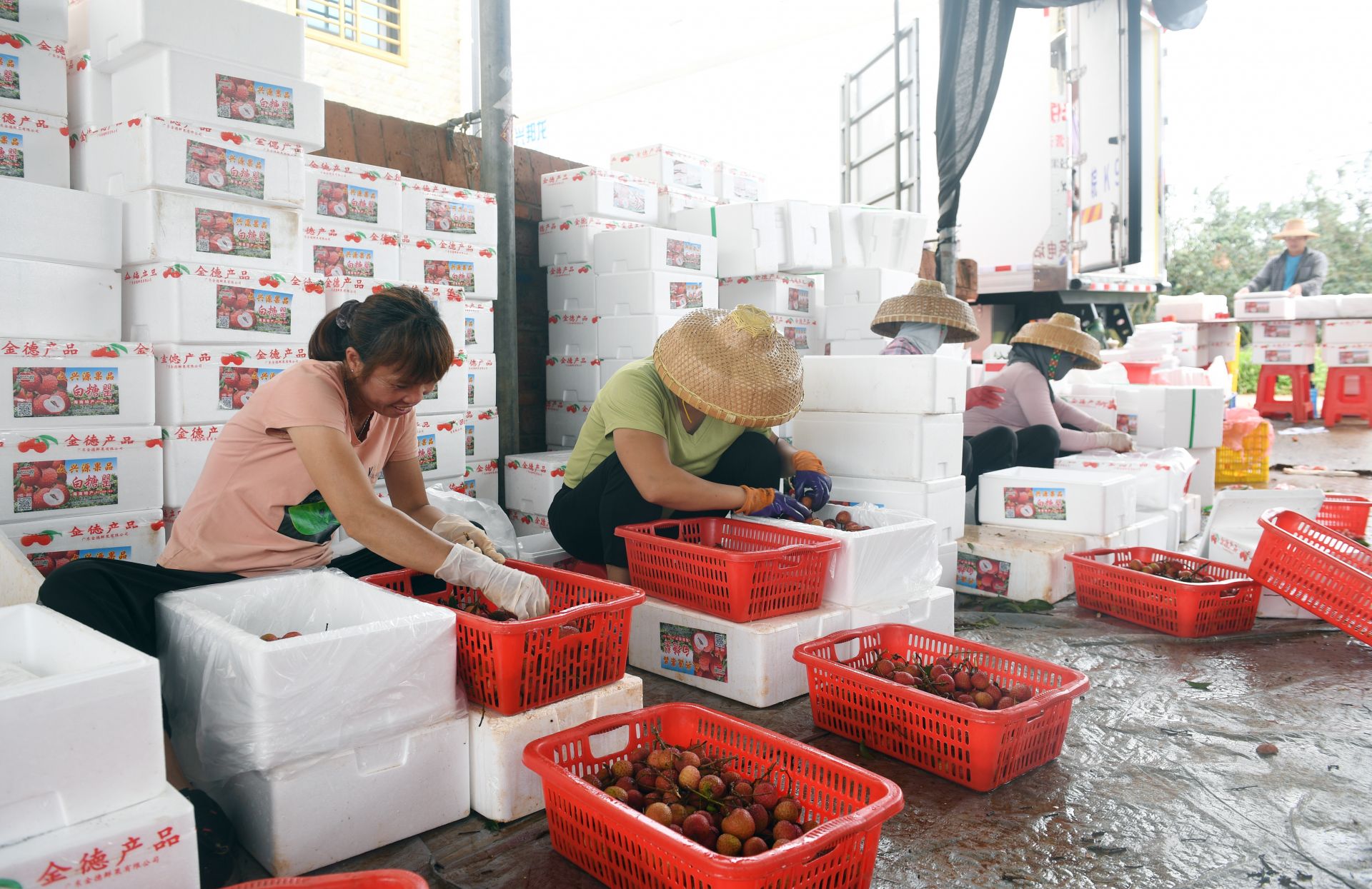 徐闻荔枝搭乘冷链快车运往全国各地