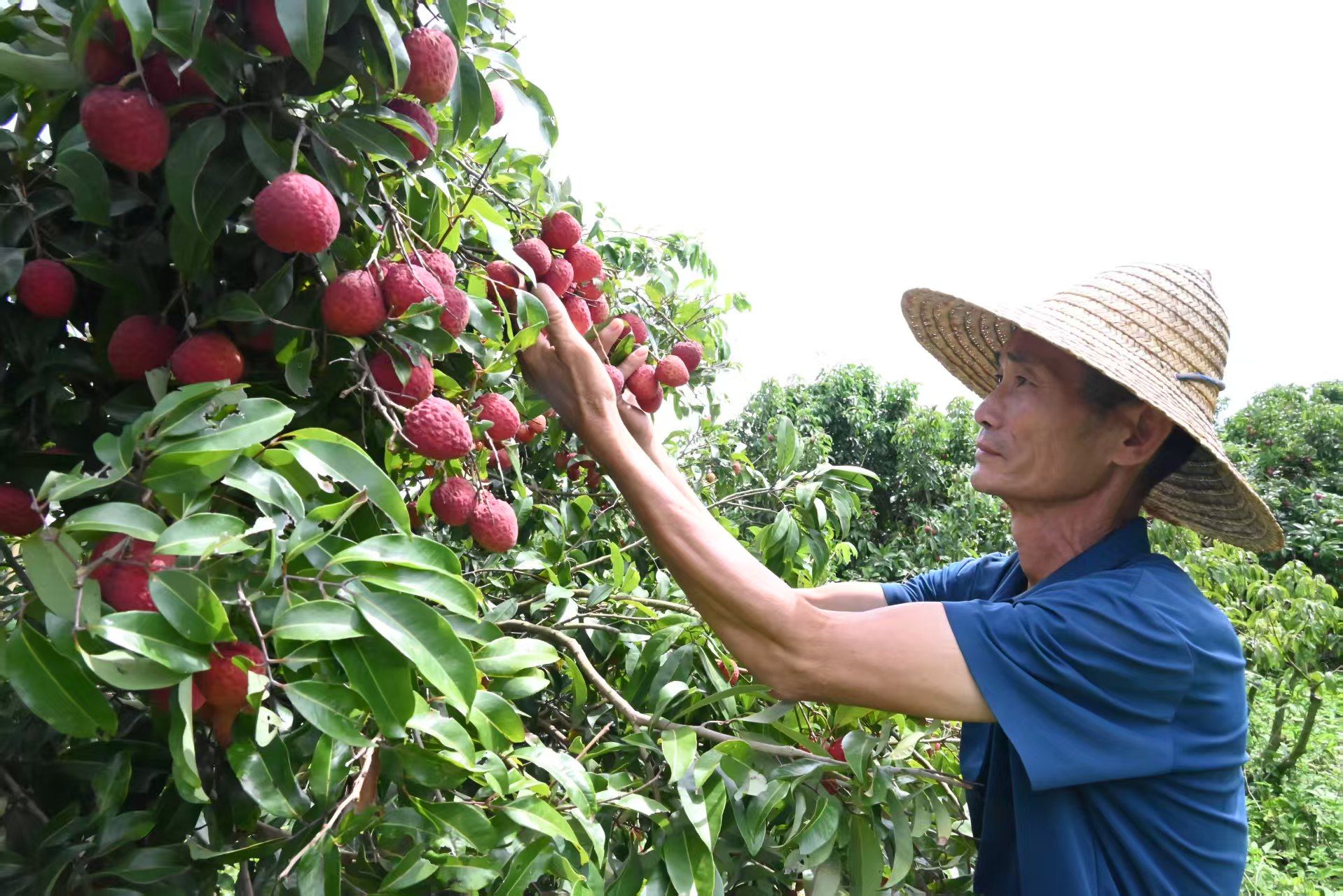 雷州引种荔枝优良品种“仙进奉”喜获成功