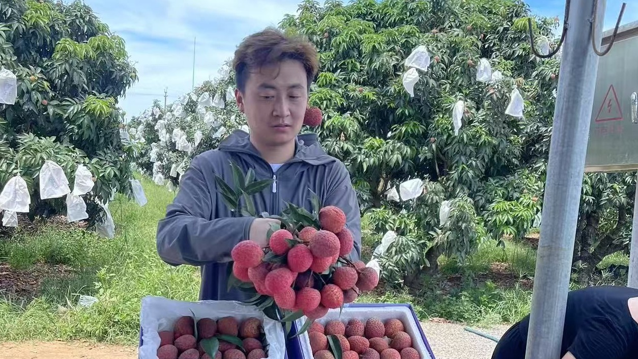 科技赋能徐闻荔枝产业