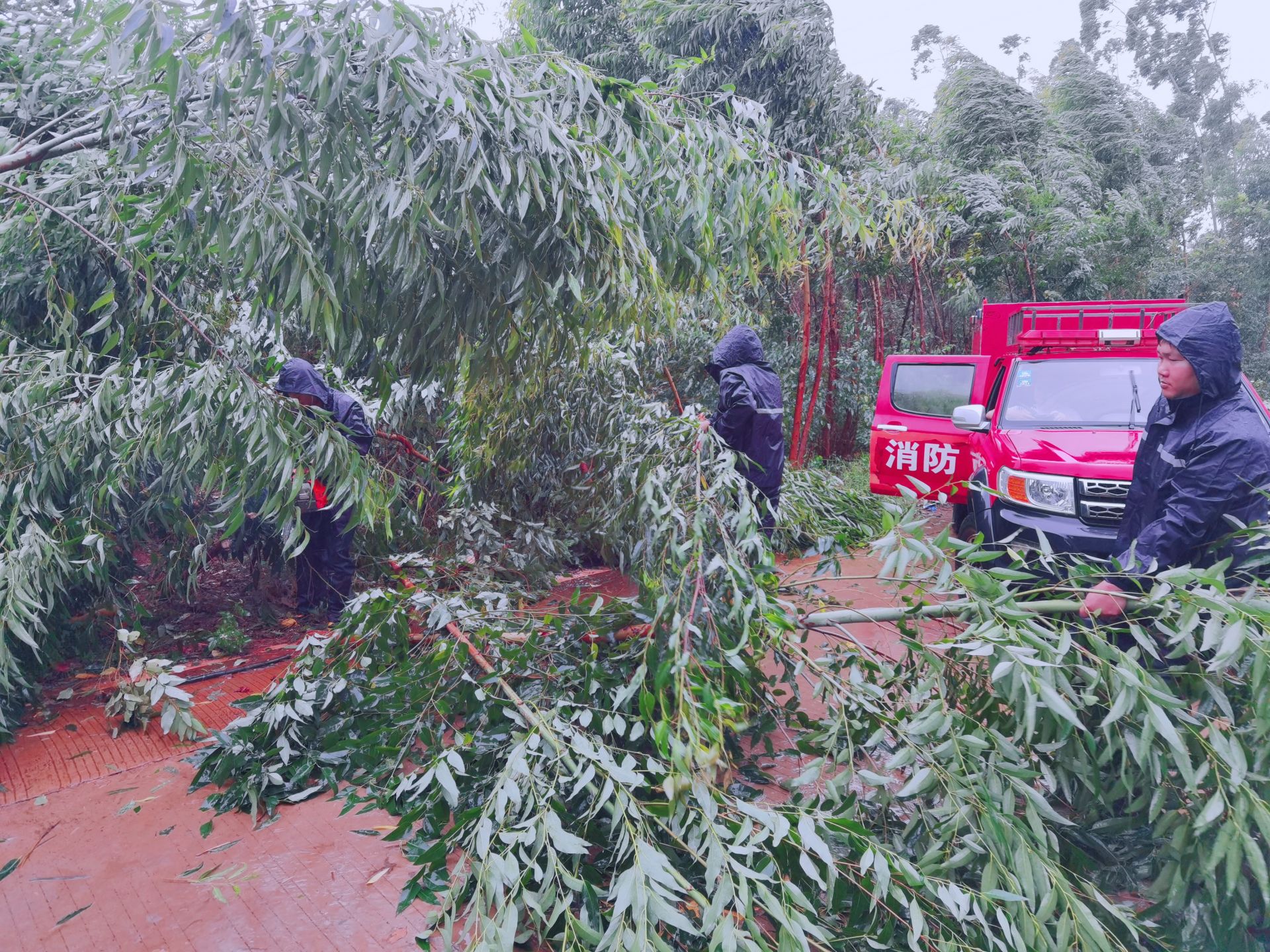 雷州干群齐心协力抗击台风“蝴蝶”