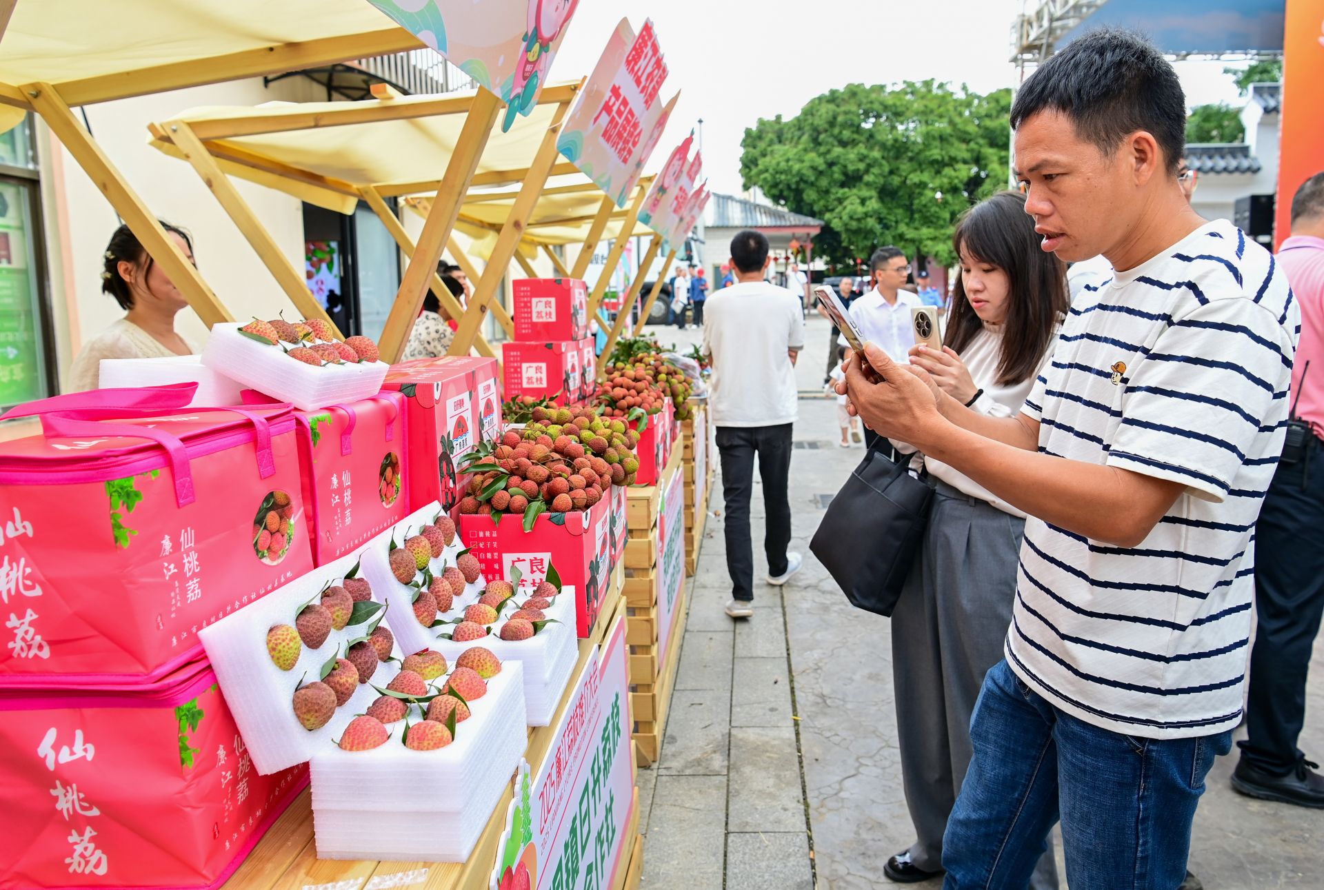 廉江仙桃荔首次大批挂果上市