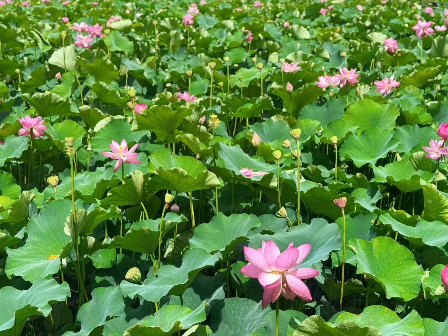 荷花盛放夏韵浓