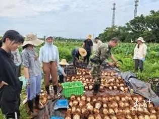 畝產超4000斤