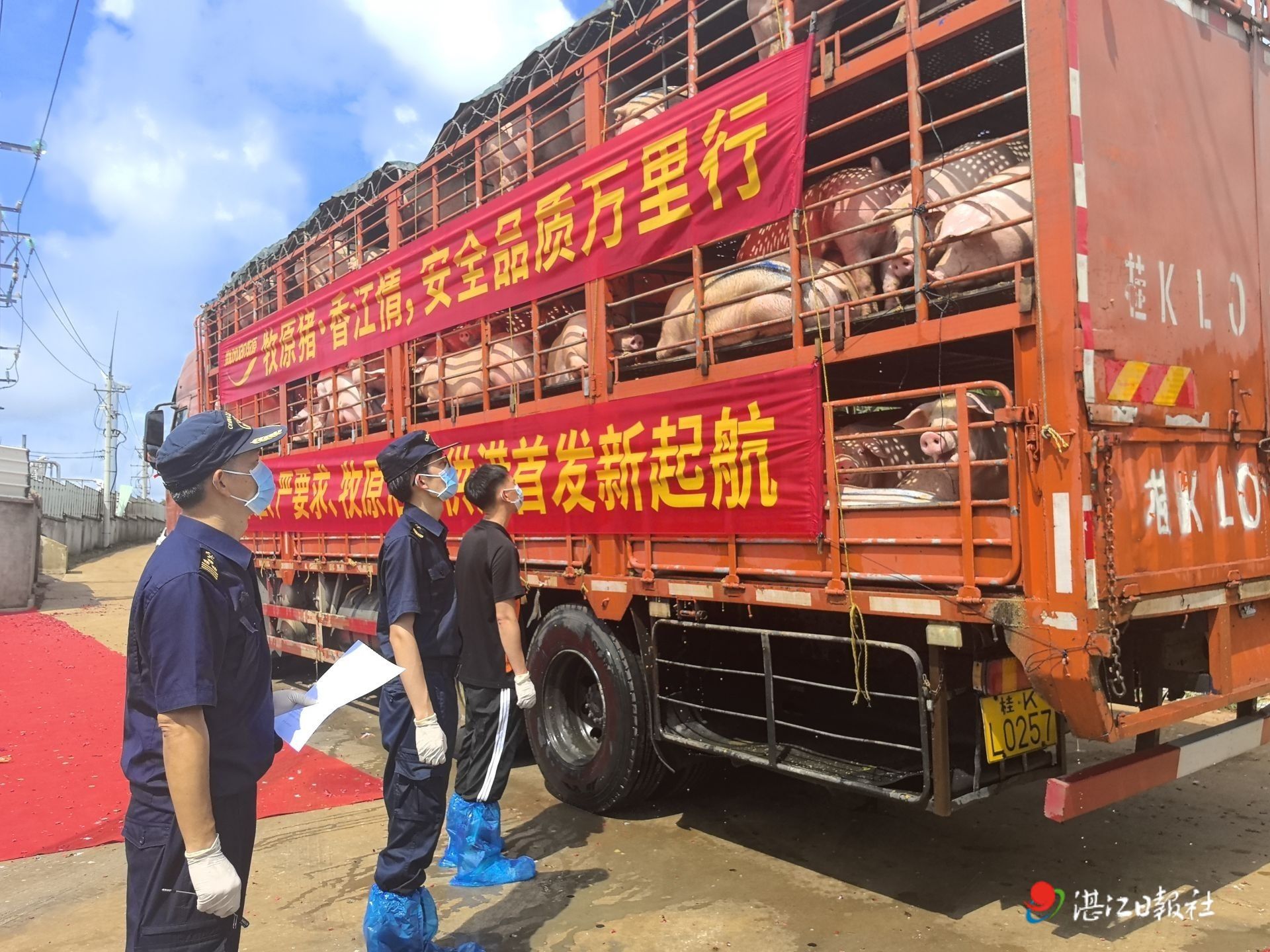 再添新成员！雷州优质活猪首次出口港澳市场