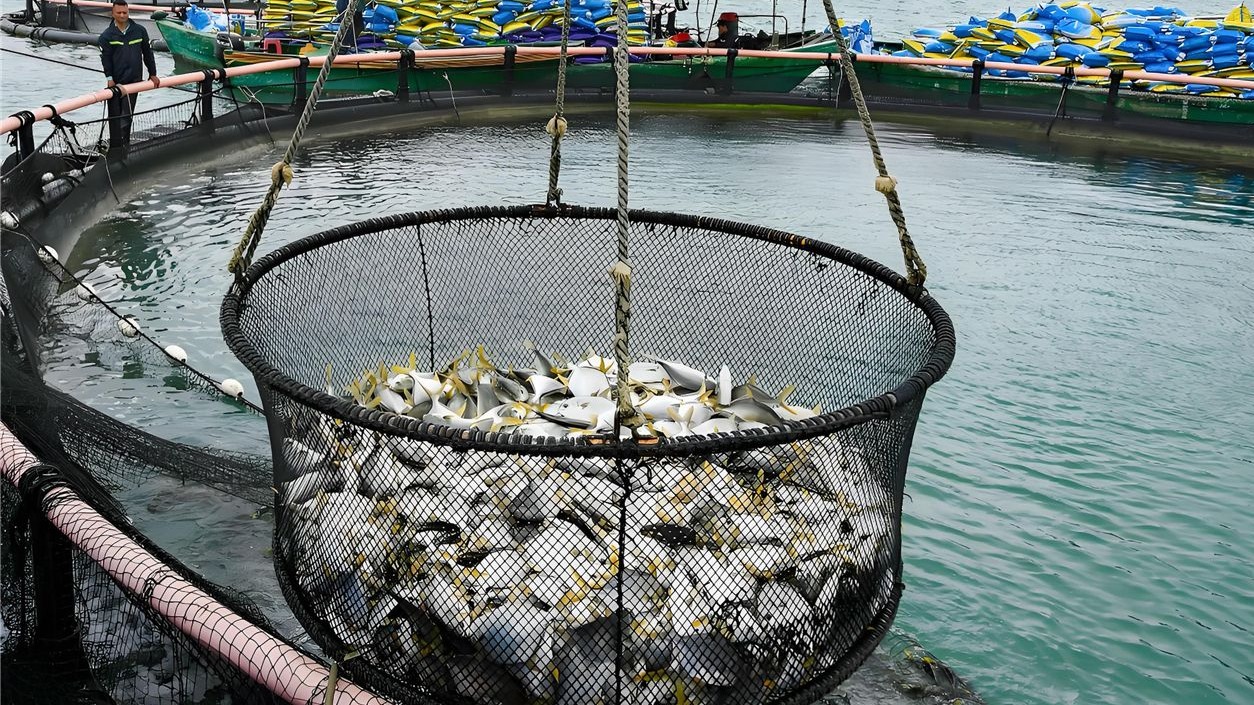 湛江海洋牧场在抵御台风中挺进“深蓝”