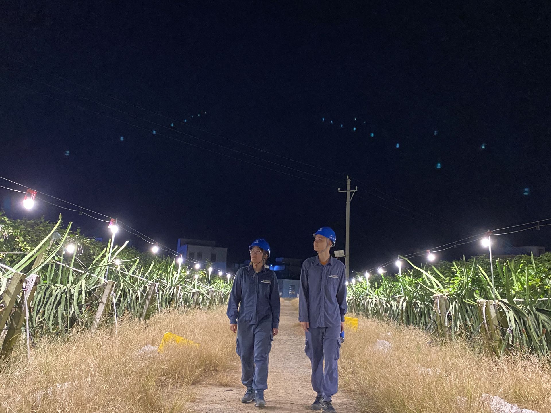 亩产增4000斤！“光合专线”点亮遂溪火龙果增产路