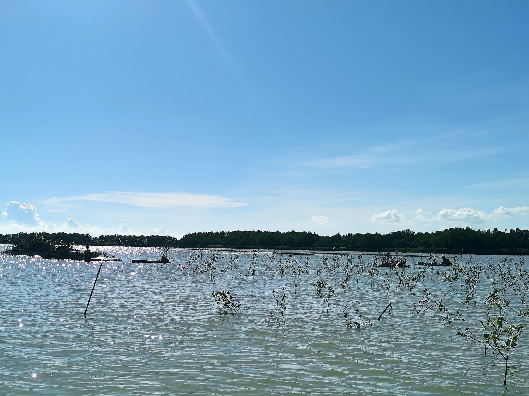 湛江红树林修复创新模式  解锁生态经济双赢密码