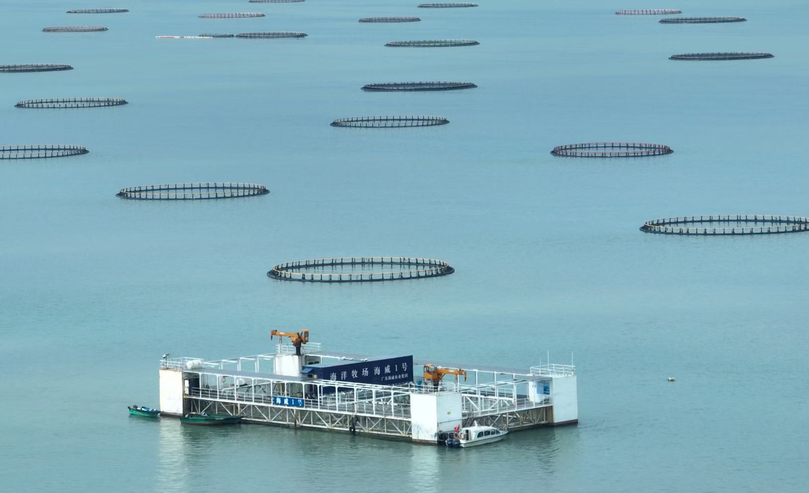 湛江海洋牧场的幸福牧歌